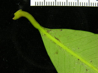 Garcinia intermedia, leaf bottom stem