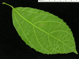 Hasseltia floribunda, leaf bottom