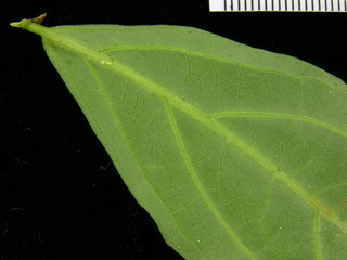 Hybanthus prunifolius, leaf bottom stem