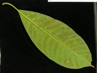 Tovomita longifolia, leaf bottom