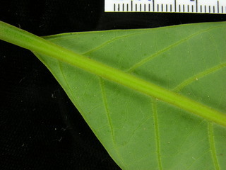 Beilschmiedia pendula, leaf bottom stem