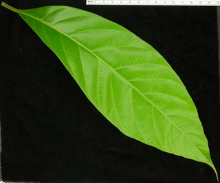 Beilschmiedia pendula, leaf top