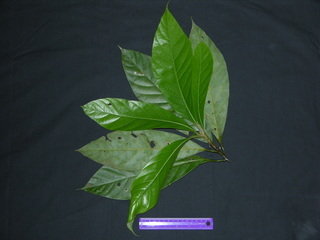 Beilschmiedia pendula, leaves