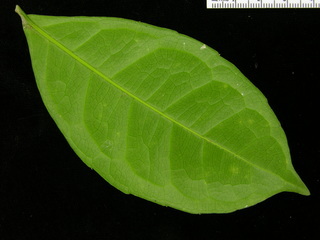 Cassipourea elliptica, leaf bottom