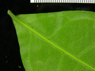 Cassipourea elliptica, leaf bottom stem