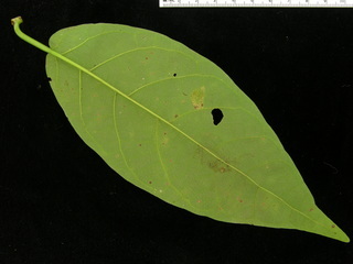 Coccoloba coronata, leaf bottom