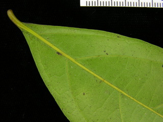 Cordia lasiocalyx, leaf bottom stem