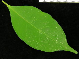 Eugenia galalonensis, leaf top