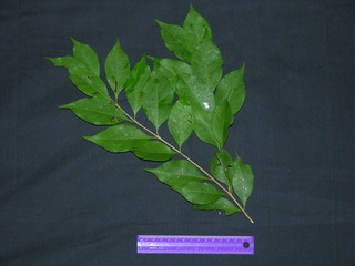 Eugenia galalonensis, leaves