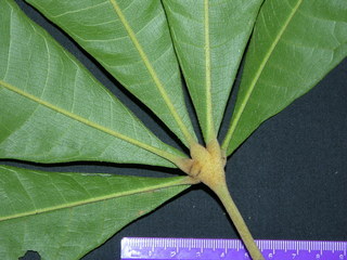 Herrania purpurea, leaf bottom stem