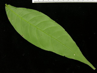 Inga acuminata, leaf bottom