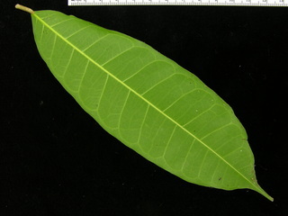 Maquira guianensis, leaf bottom