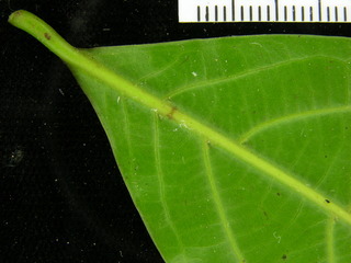 Ocotea whitei, leaf bottom stem