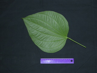 Piper reticulatum, leaf bottom