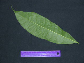 Trophis caucana, leaf bottom