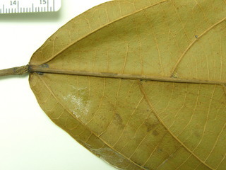 Alchornea latifolia, leaf bottom stem