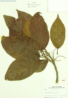Alchornea latifolia, leaves