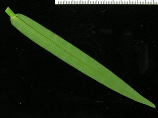 Axonopus compressus, leaf bottom