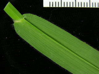 Axonopus compressus, leaf bottom stem