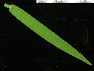 Axonopus compressus, leaf top