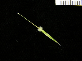 Chrysopogon aciculatus, flower