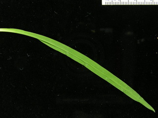 Chrysopogon aciculatus, leaf bottom
