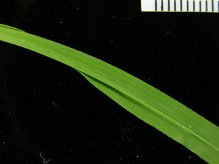 Chrysopogon aciculatus, leaf bottom stem