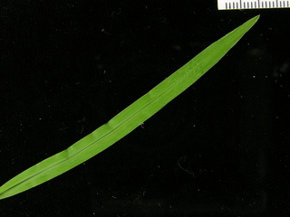 Chrysopogon aciculatus, leaf top