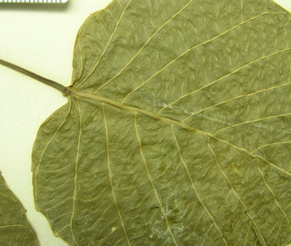Hura crepitans, leaf bottom stem