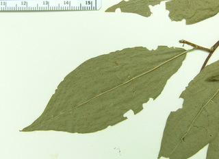 Margaritaria nobilis, leaf bottom