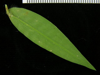 Oplismenus hirtellus, leaf bottom