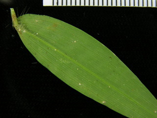 Oplismenus hirtellus, leaf bottom stem