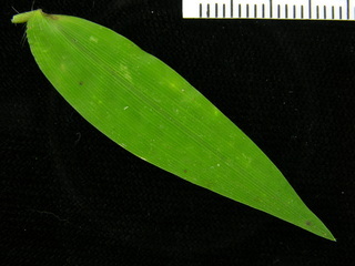 Oplismenus hirtellus, leaf top