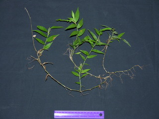 Oplismenus hirtellus, plant