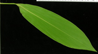 Pharus latifolius, leaf bottom