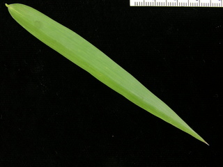Rhipidocladum racemiflorum, leaf bottom