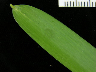 Rhipidocladum racemiflorum, leaf bottom stem