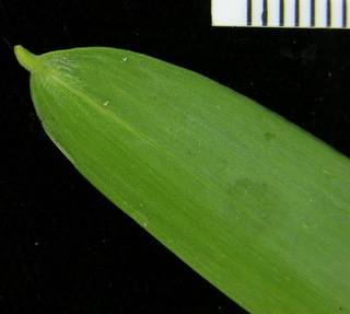 Rhipidocladum racemiflorum, leaf bottom stem