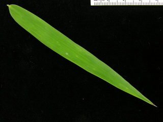 Rhipidocladum racemiflorum, leaf top