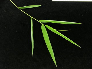 Rhipidocladum racemiflorum, leaves