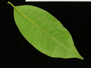 Chrysophyllum argenteum, leaf bottom