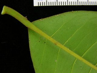 Chrysophyllum argenteum, leaf bottom stem