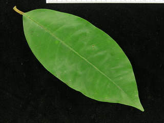 Chrysophyllum argenteum, leaf top