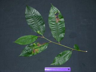Chrysophyllum argenteum, leaves