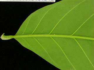 Guarea grandifolia, leaf bottom stem