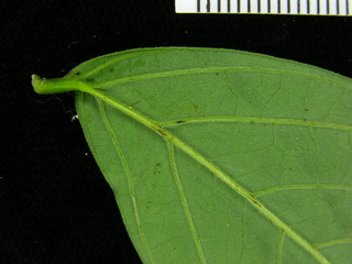 Senna dariensis, leaf bottom stem