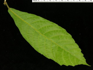 Sloanea terniflora, leaf bottom