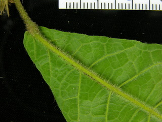 Sloanea terniflora, leaf bottom stem