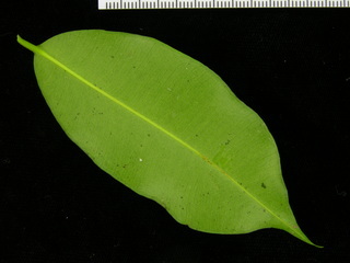 Symphonia globulifera, leaf bottom