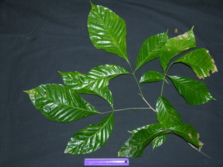 Trichilia pallida, leaves
